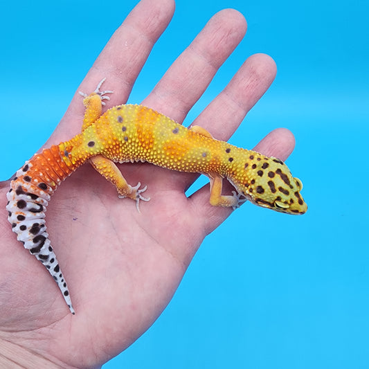 Female Red Diamond Mandarin Inferno Emerine