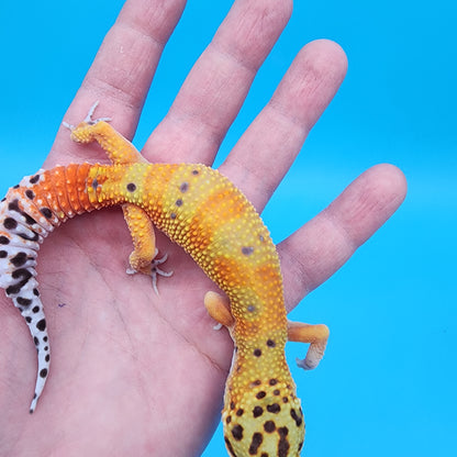 Female Red Diamond Mandarin Inferno Emerine