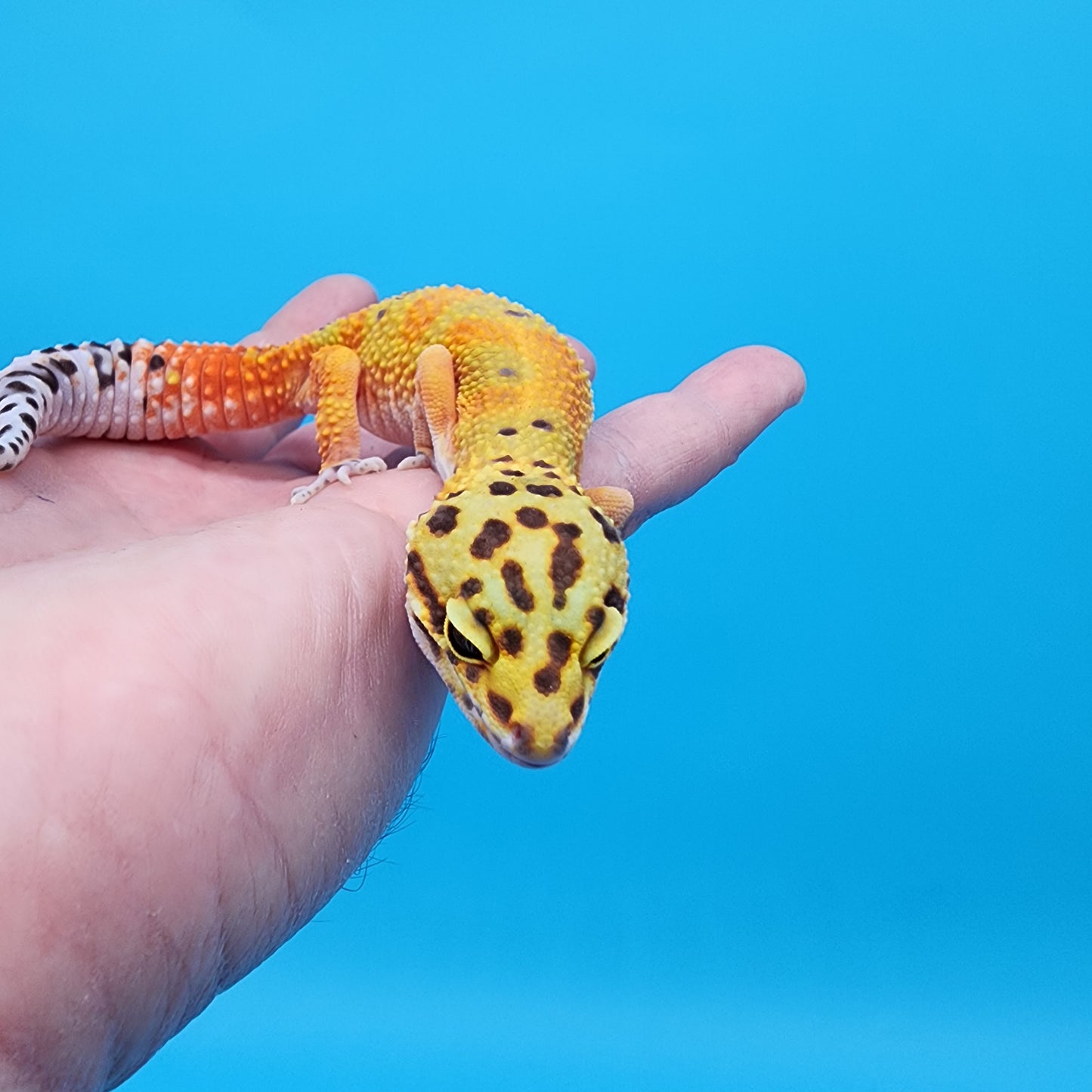 Female Red Diamond Mandarin Inferno Emerine