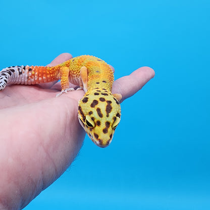 Female Red Diamond Mandarin Inferno Emerine
