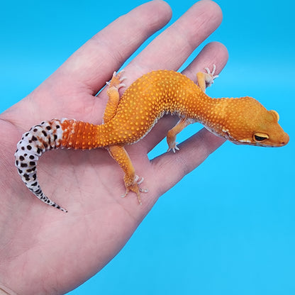 Female Super Hypo Mandarin Blood