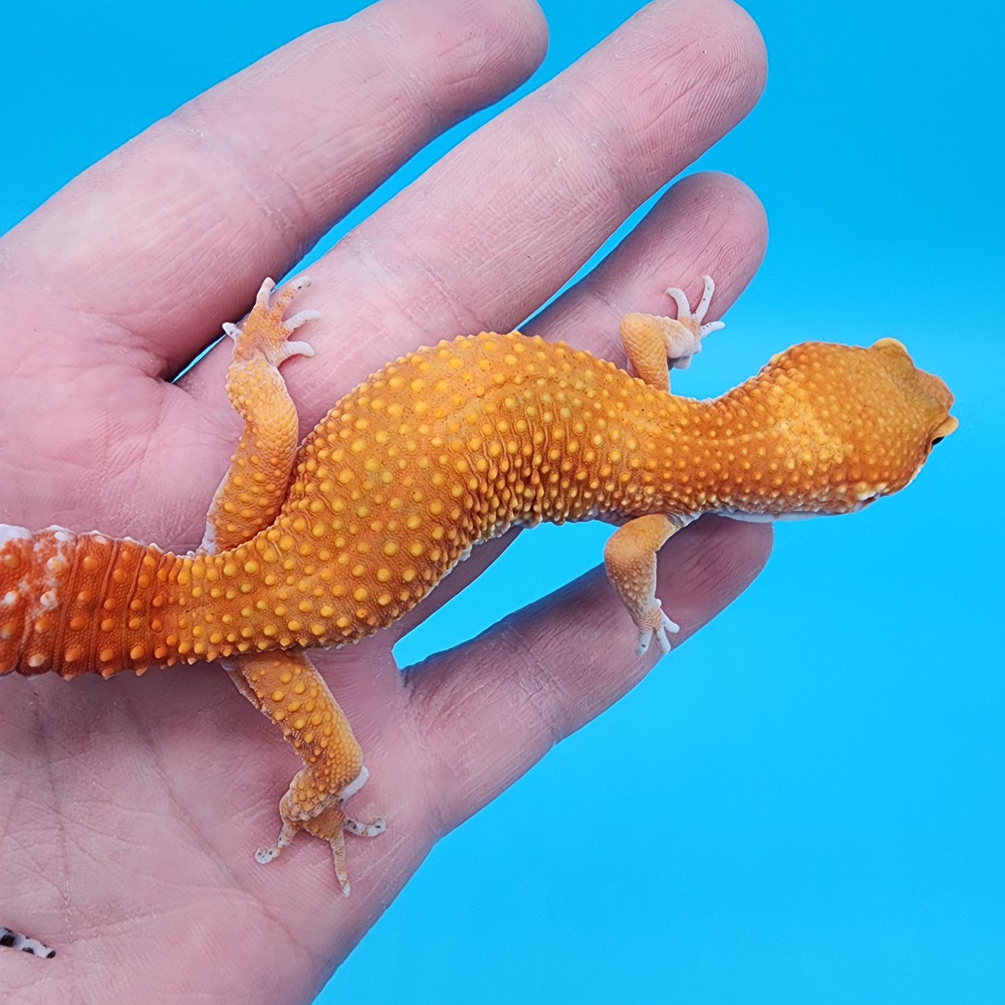Female Super Hypo Mandarin Blood