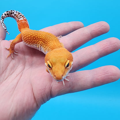 Female Super Hypo Mandarin Blood