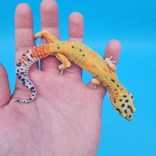 Male Super Giant Mandarin Blood Emerine 100% Het Tremper Albino