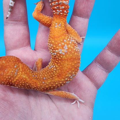 Female Mandarin Inferno Tremper Albino (very calm)