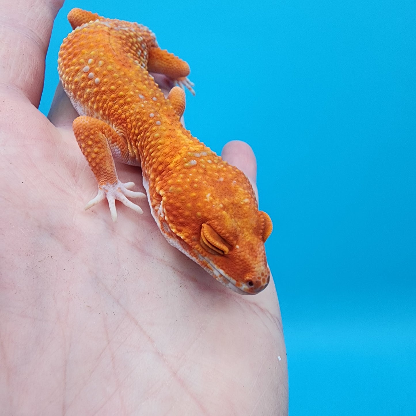 Female Mandarin Inferno Tremper Albino (very calm)
