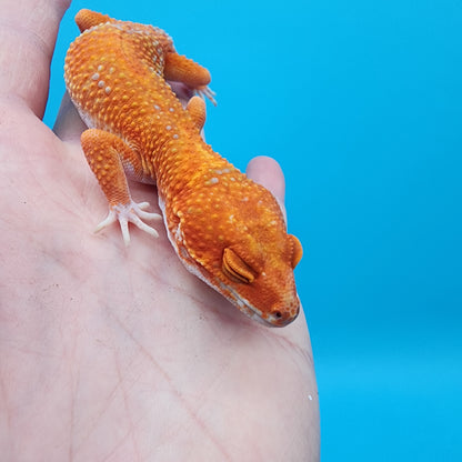 Female Mandarin Inferno Tremper Albino (very calm)