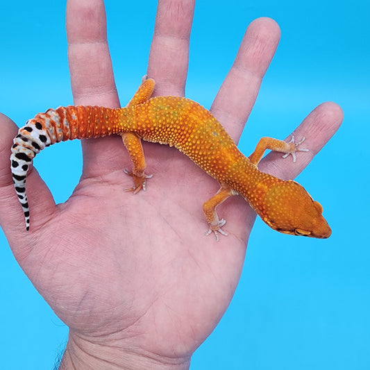 Female Mandarin Inferno Emerine 100% Het Tremper Albino