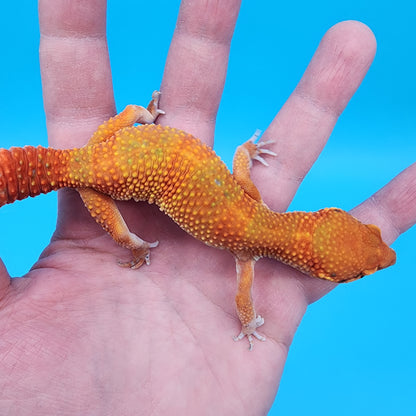 Female Mandarin Inferno Emerine 100% Het Tremper Albino