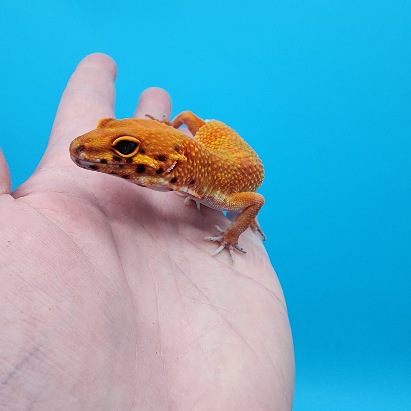 Female Mandarin Inferno Emerine 100% Het Tremper Albino