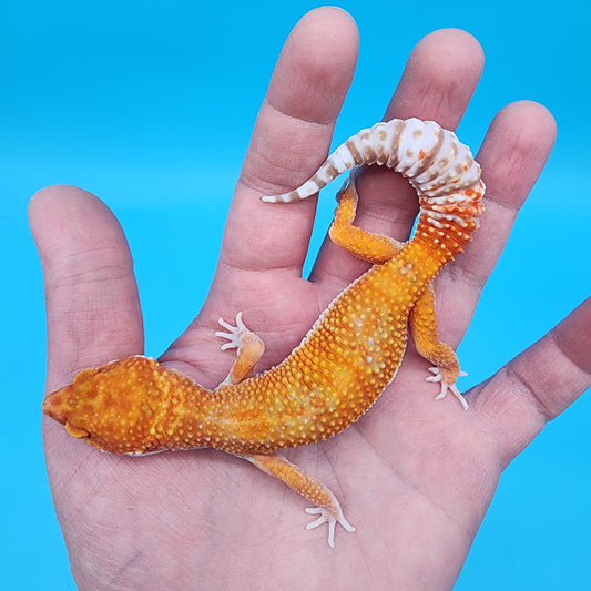 Female Mandarin Inferno Tremper Albino (very calm)