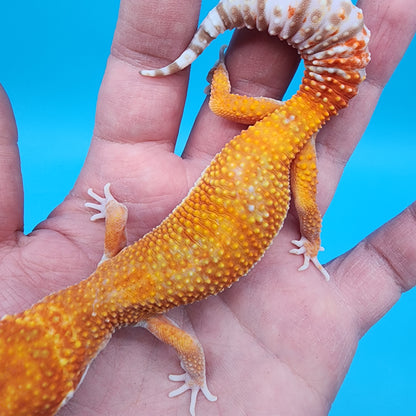 Female Mandarin Inferno Tremper Albino (very calm)