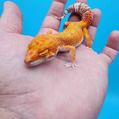 Female Mandarin Inferno Tremper Albino (very calm)