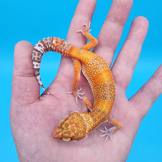 Female Mandarin Inferno Tremper Albino