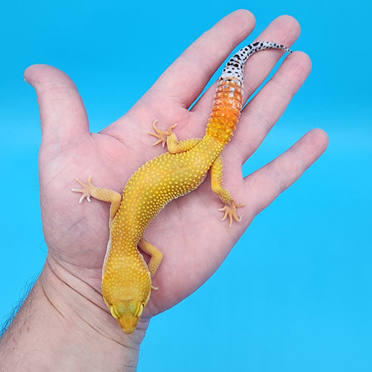 Female Giant Super Hypo Blood Bold