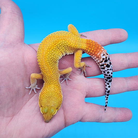 Female Giant Super Hypo Blood Bold Red Stripe