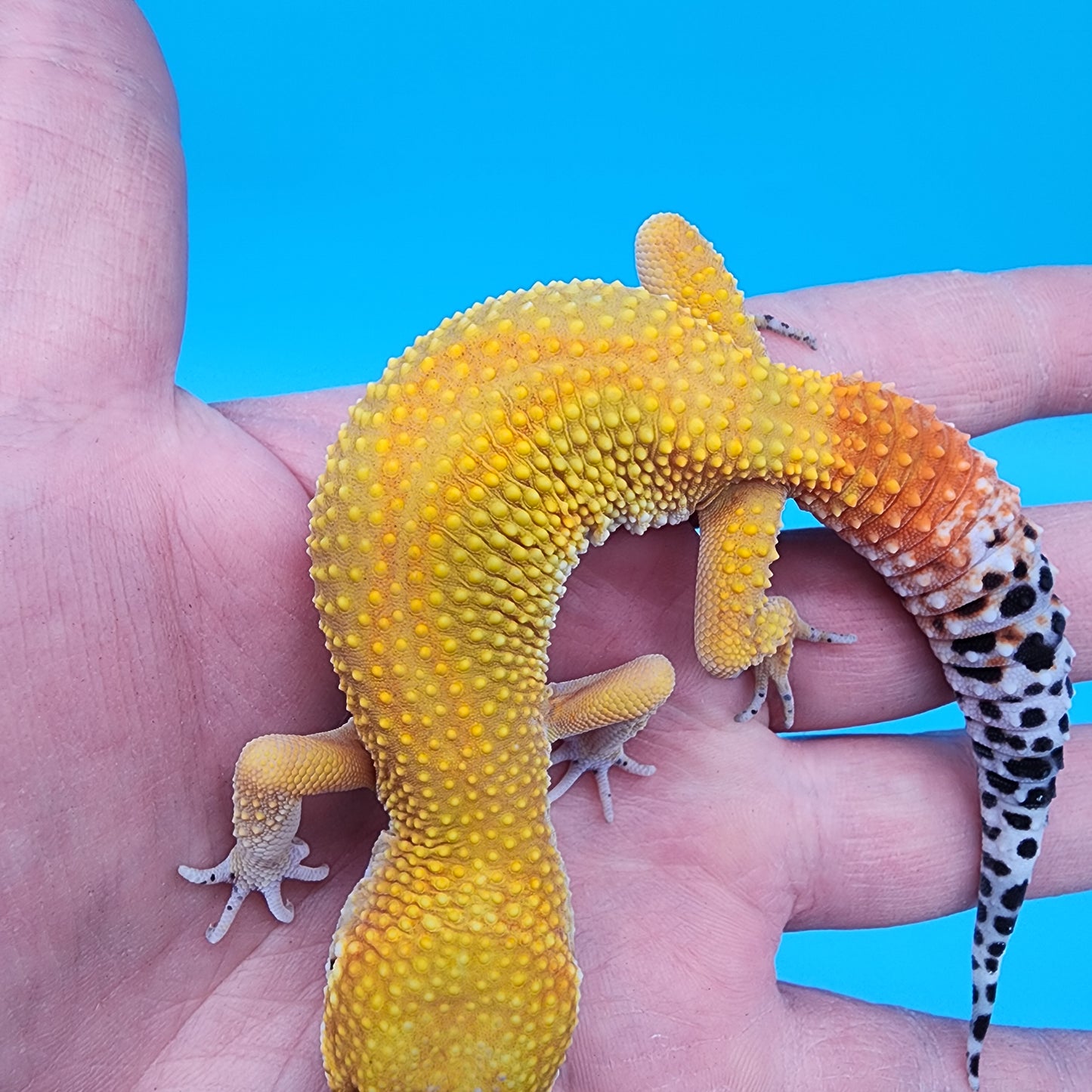 Female Giant Super Hypo Blood Bold Red Stripe