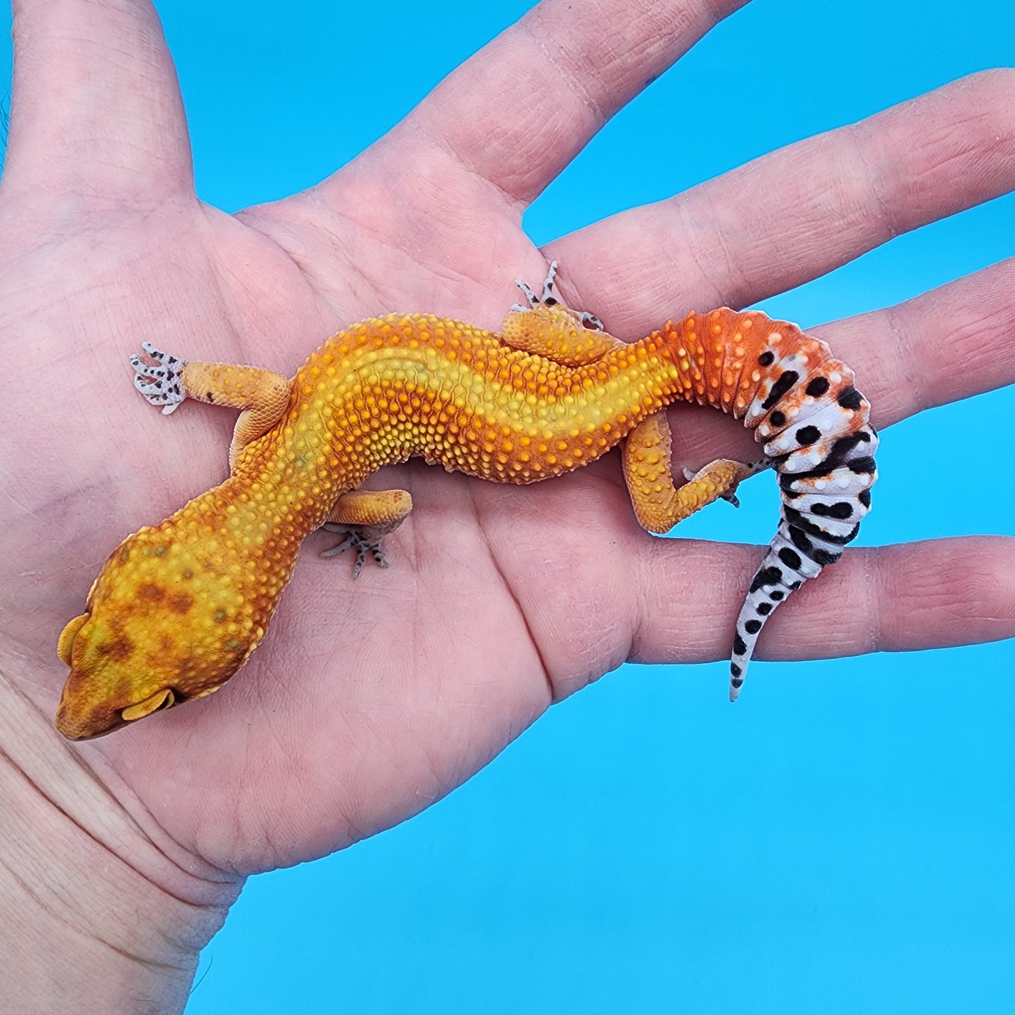 Female Red Diamond Mandarin Inferno Emerine Red Stripe