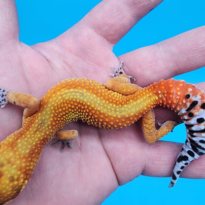 Female Red Diamond Mandarin Inferno Emerine Red Stripe