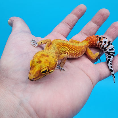 Female Red Diamond Mandarin Inferno Emerine Red Stripe