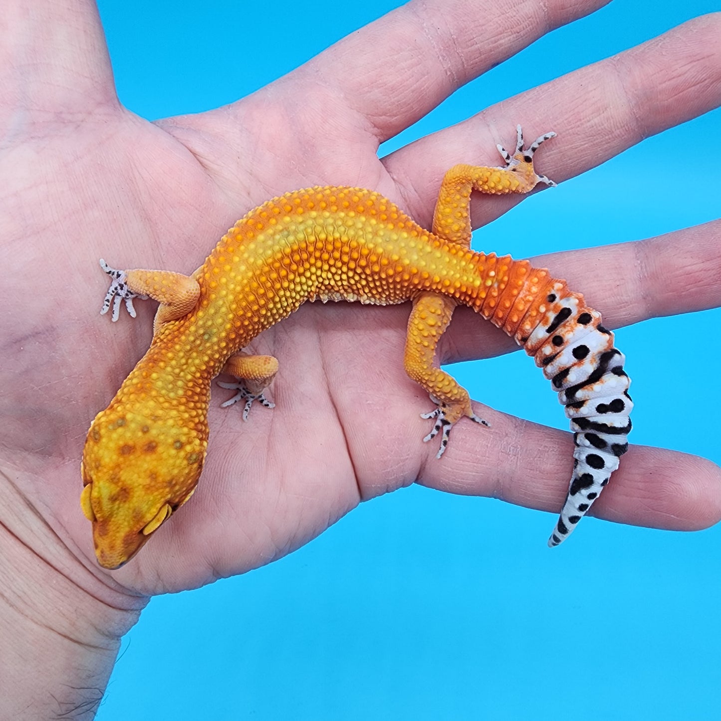 Female Red Diamond Mandarin Inferno Emerine Red Stripe