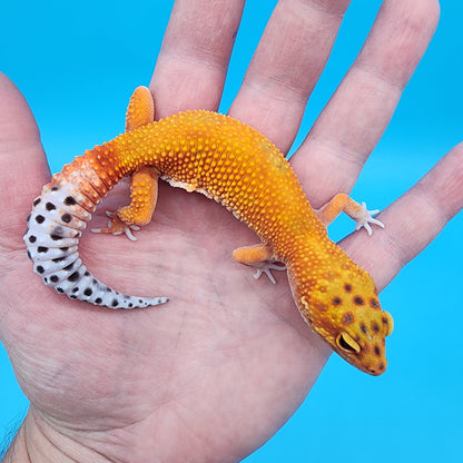 Female Super Hypo Mandarin Inferno