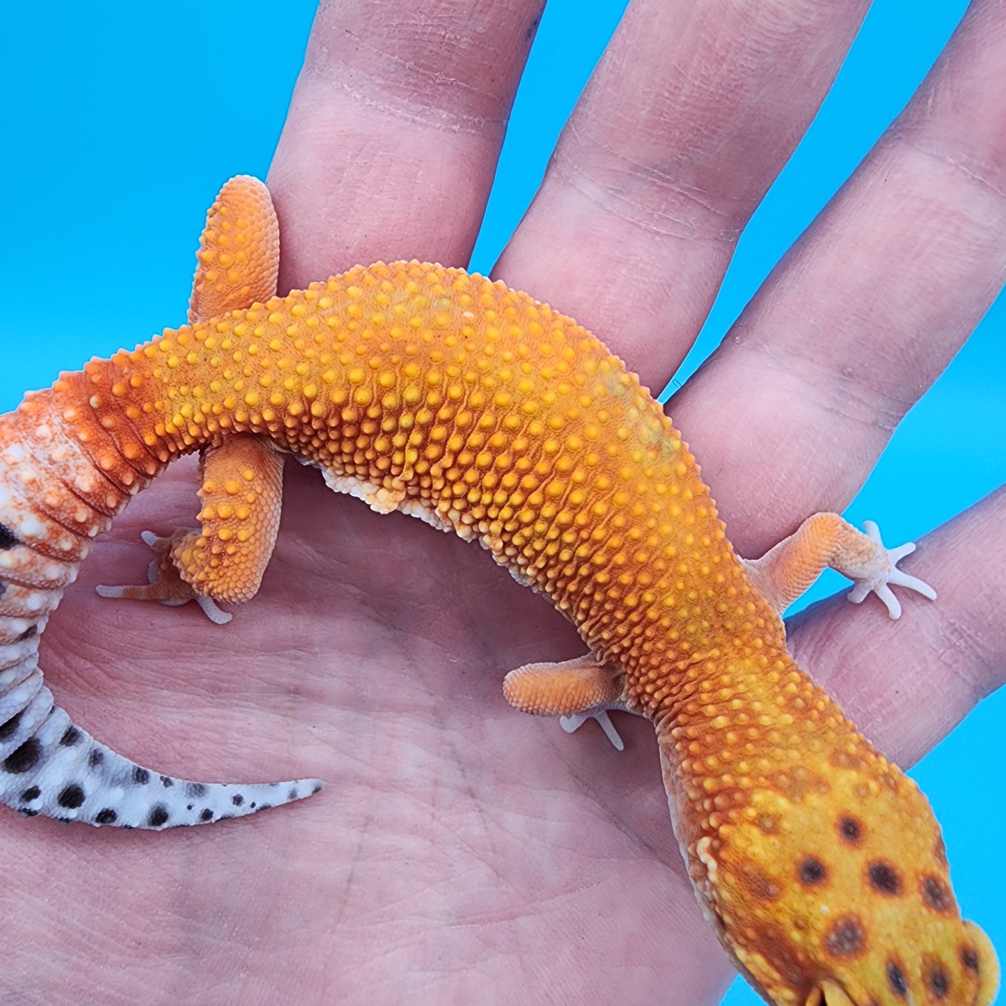 Female Super Hypo Mandarin Inferno