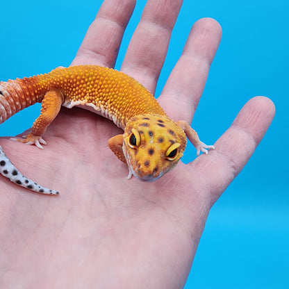 Female Super Hypo Mandarin Inferno