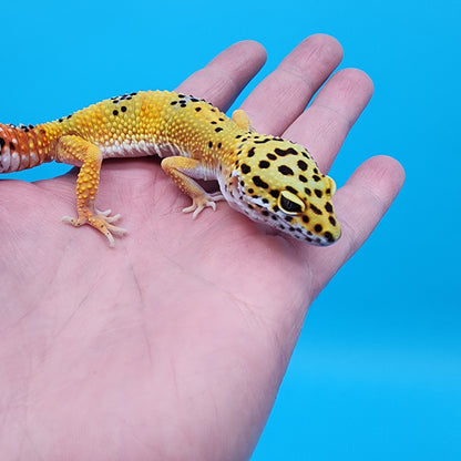 Female Giant Blood Bold Emerine