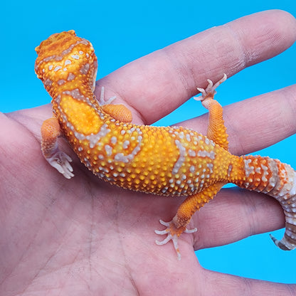 Female Mandarin Inferno Tremper Albino