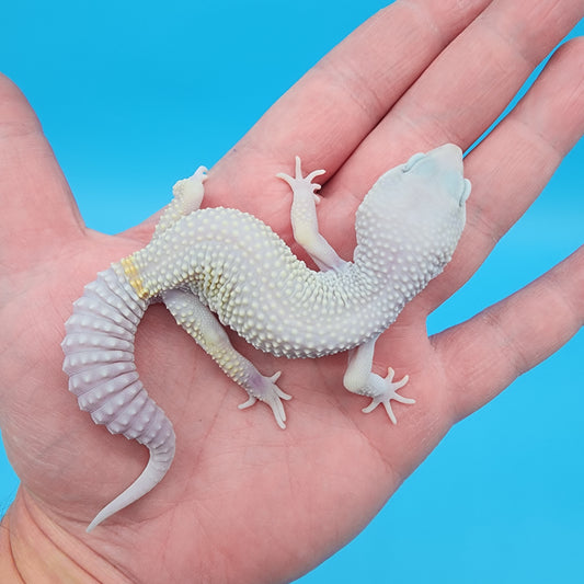 Male Afghanicus Blizzard possible Mack snow 100% Het Diablo Blanco