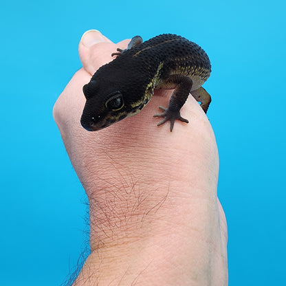 Female Black Night (S-Tier; small tiny curve at very tail tip)