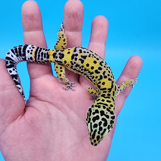 Male 75% Black Night 25%Mandarin (D-Tier)