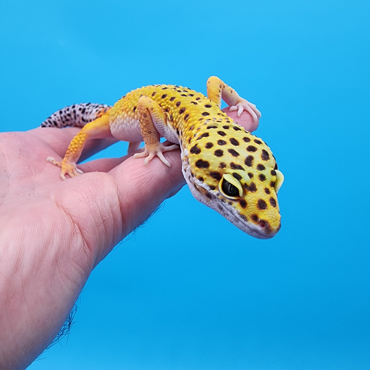 Male Giant Blood Bold