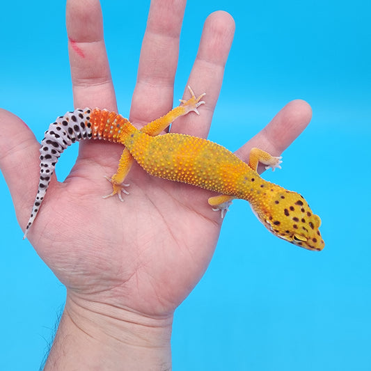 Female Super Giant Mandarin Blood Emerine 100% Het Tremper Albino
