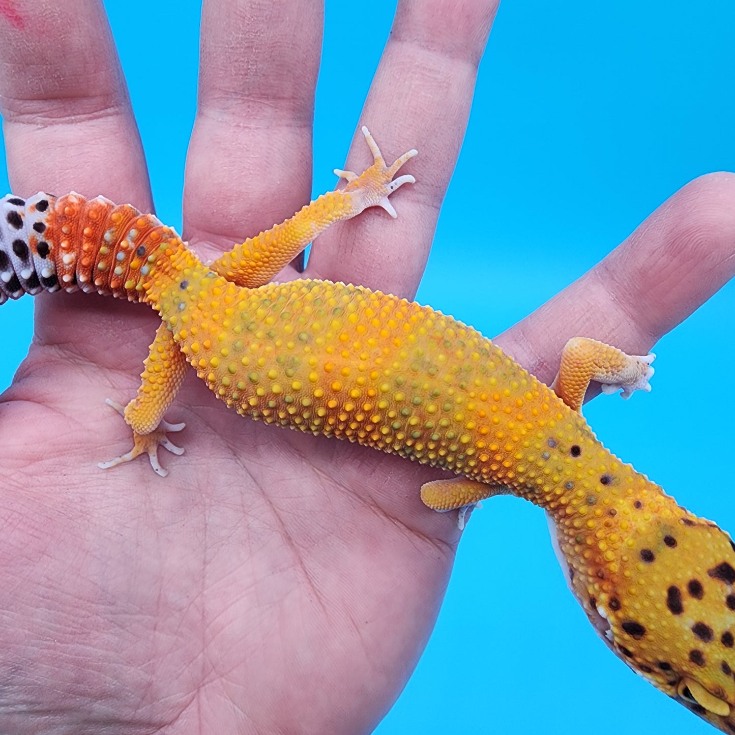 Female Super Giant Mandarin Blood Emerine 100% Het Tremper Albino