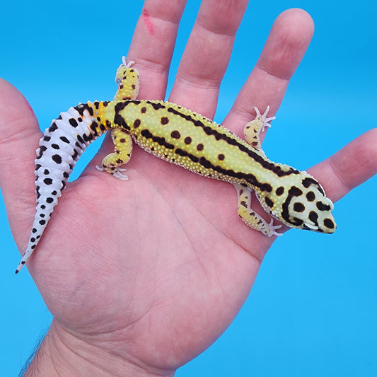 Female Hyper Xanthic Bold Stripe (jumpy)
