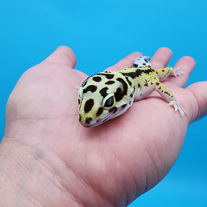 Female Hyper Xanthic Bold Stripe (jumpy)