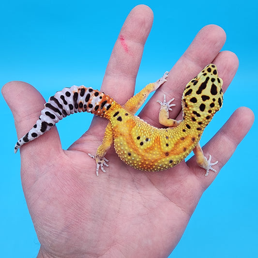Female Clown Inferno Red Stripe Jungle