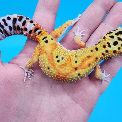 Female Clown Inferno Red Stripe Jungle