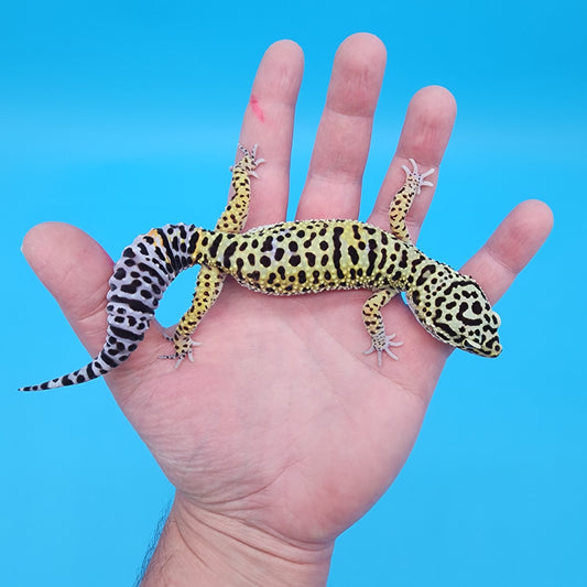 Female Yellow Cheetah