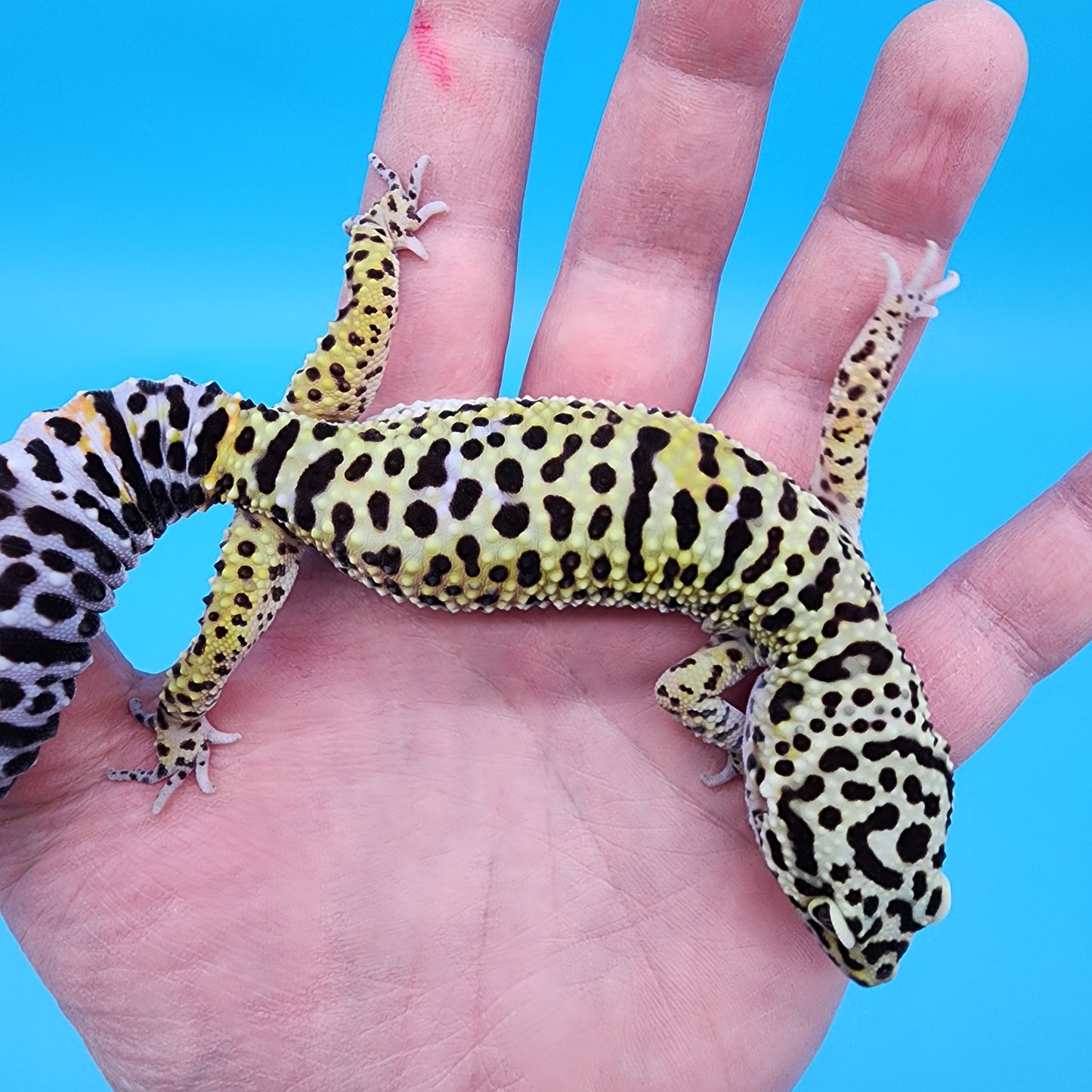 Female Yellow Cheetah