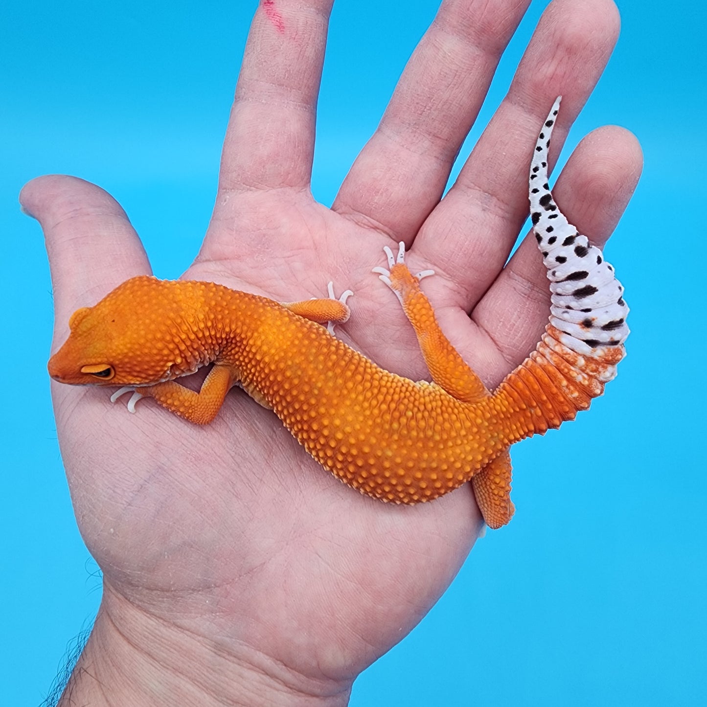 Female Super Hypo Mandarin Inferno White Lip