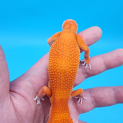 Female Super Hypo Mandarin Inferno White Lip