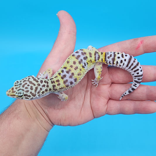 Female Fasciolatus Macularius Turcmenicus