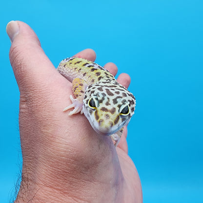Female Fasciolatus Macularius Turcmenicus