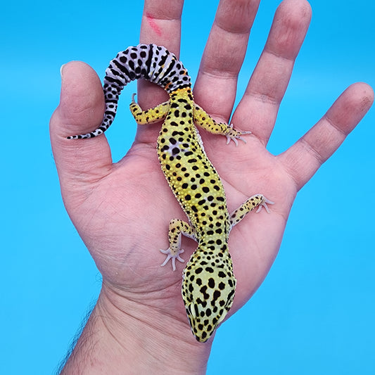 Female Yellow Cheetah