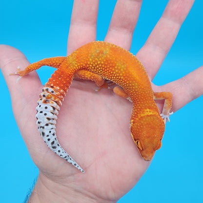Female Mandairn Inferno 100% Het Tremper Albino