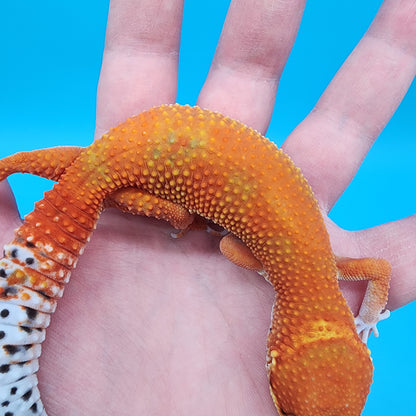 Female Mandairn Inferno 100% Het Tremper Albino
