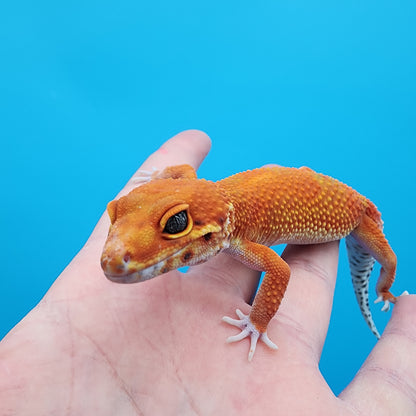 Female Mandairn Inferno 100% Het Tremper Albino